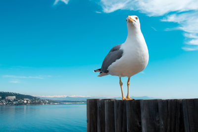 Seagull perching on wooden post by sea against sky