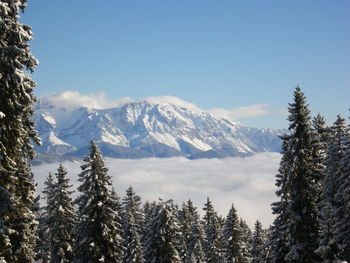 Pine trees on snowcapped mountains against sky