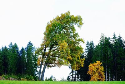 Low angle view of tree against sky