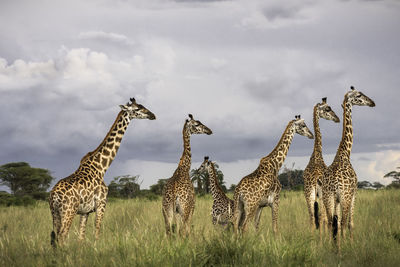 View of zebras on field against sky