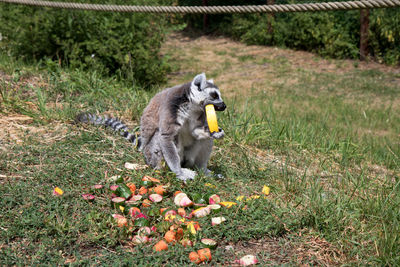 Squirrel eating food on grass