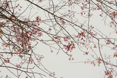 Low angle view of cherry blossoms against sky