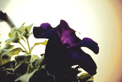 Close-up of flowers