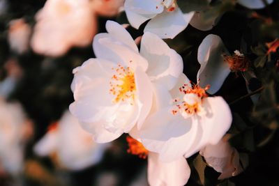Close-up of white cherry blossom