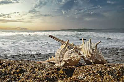 View of driftwood on beach