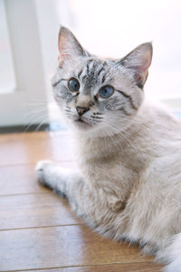 Portrait of cat on floor at home