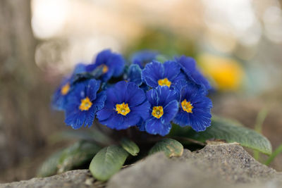 Close-up of purple flowering plant