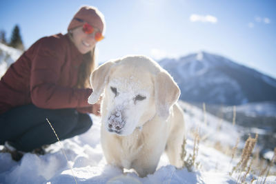 A yellow lab playing in the snow on a walk near sun valley.