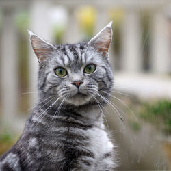 Close-up portrait of cat on field