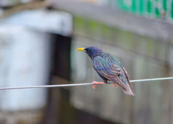 Close-up of bird perching outdoors