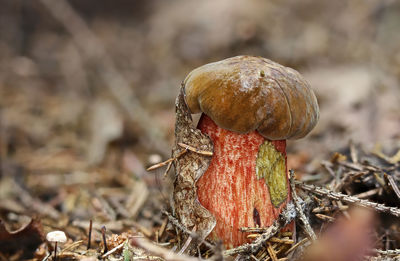 Close-up of bolete mushroom growing on field