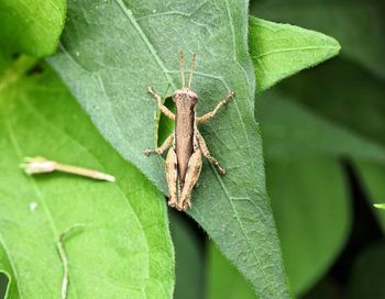 Close-up of insect on leaf