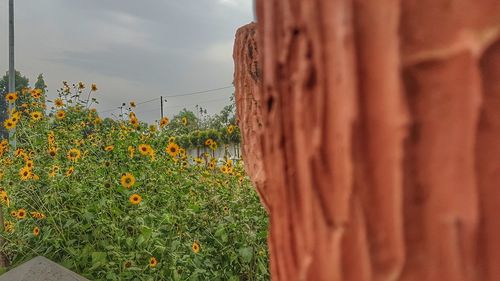 Close-up of orange flowering plants on field against sky