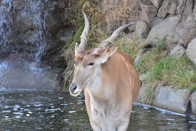 Animals at the zoo