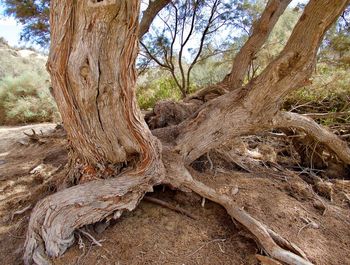 Close-up of tree trunk in forest