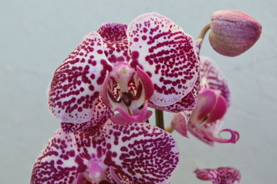 Close-up of pink orchid