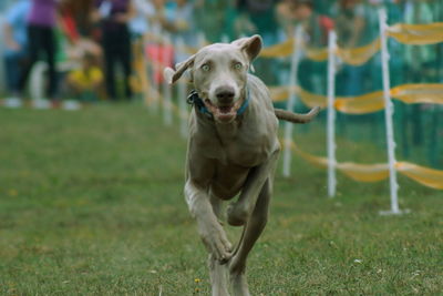 Close-up of dog running on field