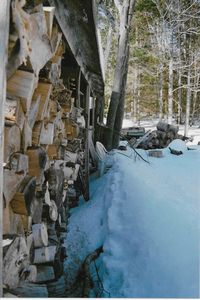 Snow covered trees