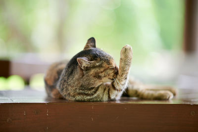 Portrait of a cat resting on table