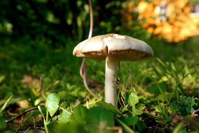 Close-up of mushroom growing in forest