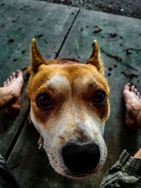 Close-up portrait of dog