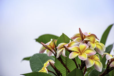 Close-up of frangipani on plant against sky