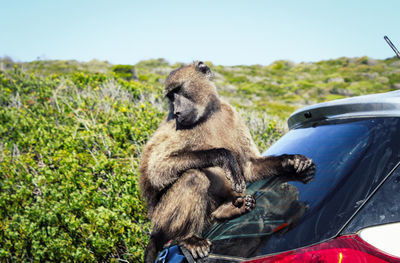 Squirrel sitting on a car