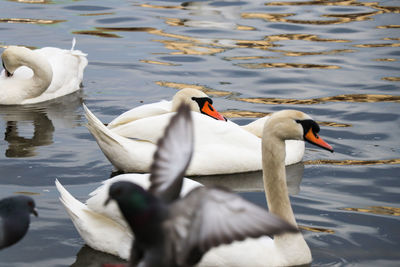 Swans and ducks swimming on lake