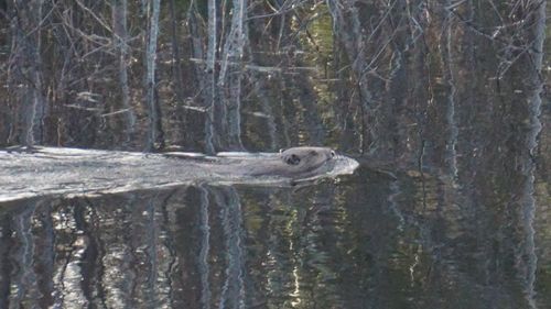 View of turtle on tree trunk in forest