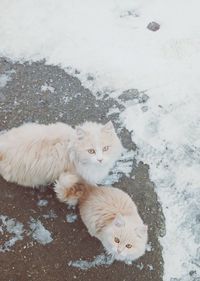 High angle view of cats