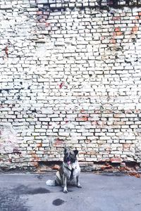 Dog sitting on street against brick wall