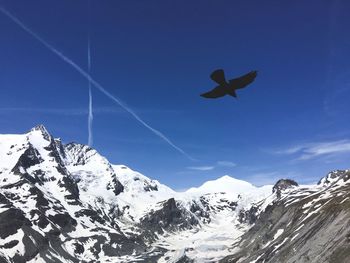 Low angle view of bird flying over snowcapped mountain against sky