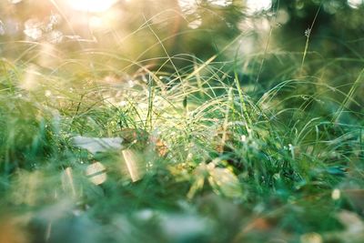 Close-up of spider web on plants