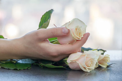 Cropped hand of woman holding rose on table