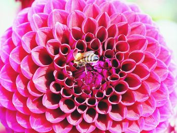 Close-up of pink flower