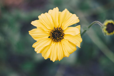 Close-up of yellow flowering plant