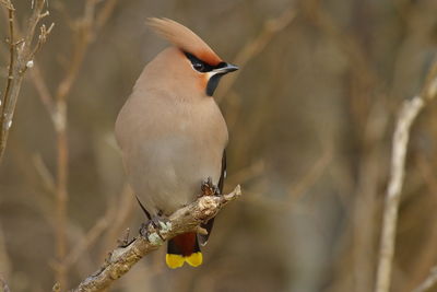 Close-up of waxwing perching on twig