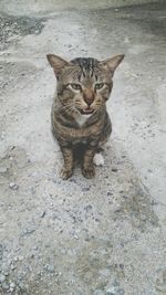 High angle view of cat sitting outdoors