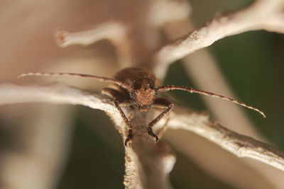 Close-up of a plant