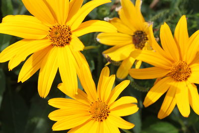 Close-up of daisy flower