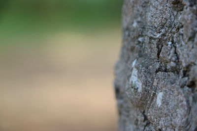 Close-up of lichen on tree trunk