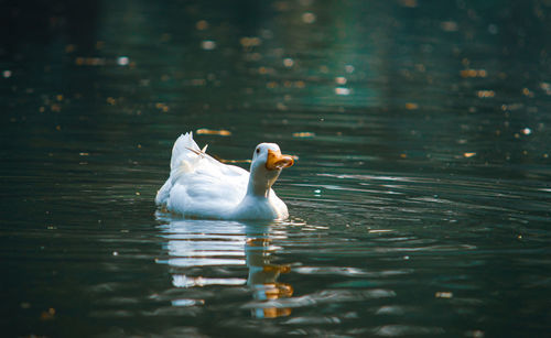 Duck swimming in lake