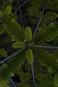 Close-up of fresh green plant