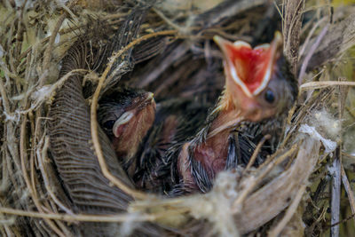 Close-up of birds in nest