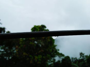 Low angle view of wet plant against sky