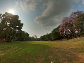 Trees on field against sky