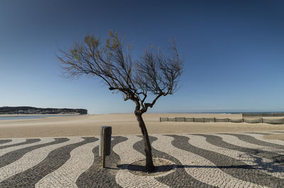 Bare tree on landscape against clear sky