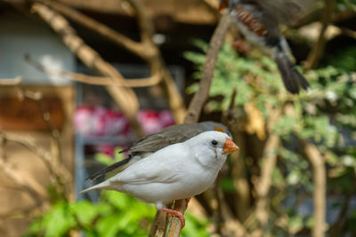 Close-up of bird perching on branch