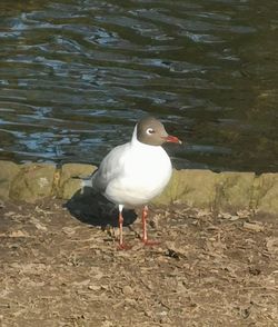 High angle view of seagull perching on land