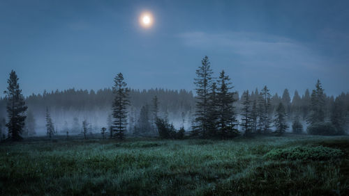 Trees on field against sky